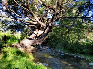 vor Termas de Chillán_08